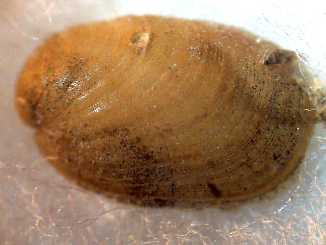 Berthella aurantiaca ?